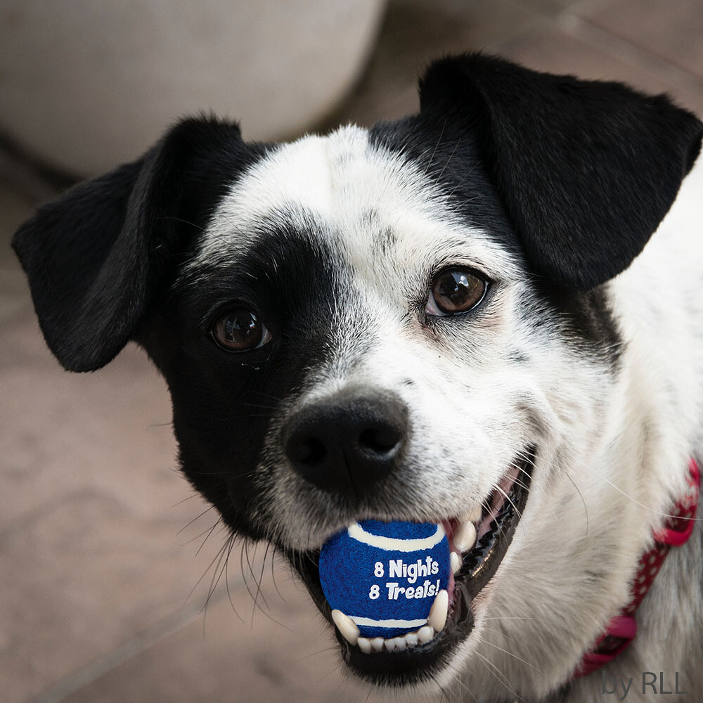 "Chewdaica"™ Set of 4 Chanukah Dog Tennis Balls