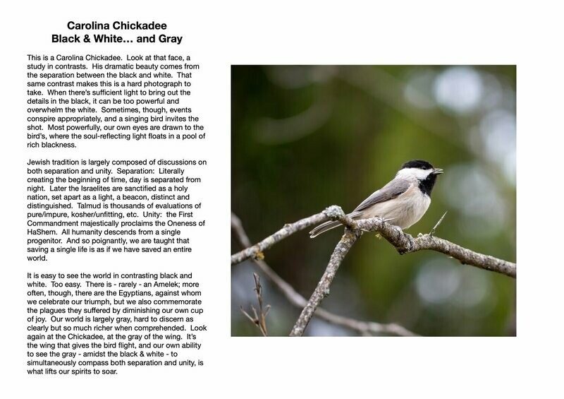 Carolina Chickadee : Black &amp; White… and Gray