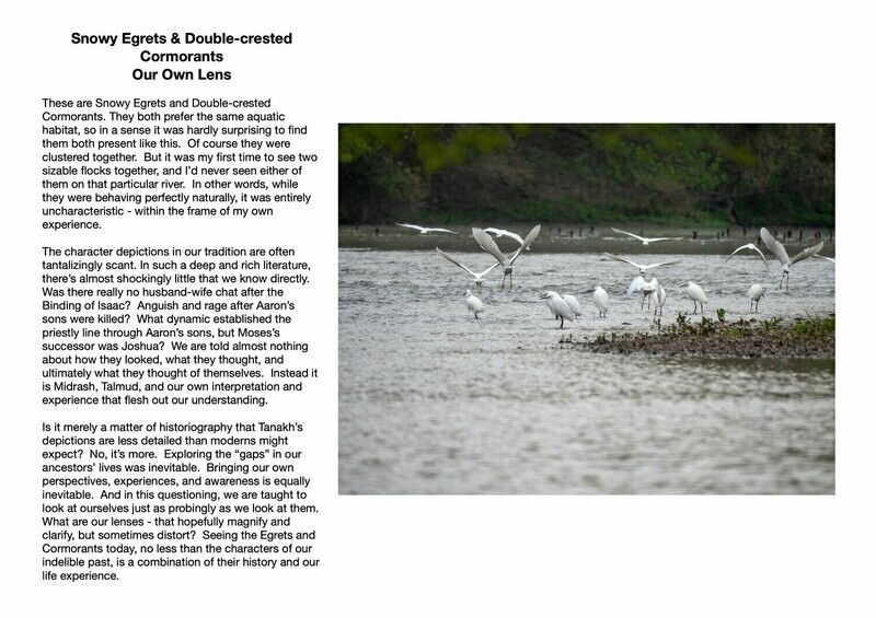 Snowy Egrets &amp; Double-crested Cormorants : Our Own Lens