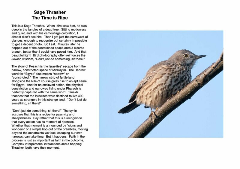 Sage Thrasher : The Time is Ripe