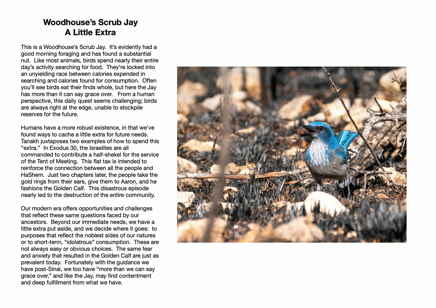 Woodhouse’s Scrub Jay : A Little Extra