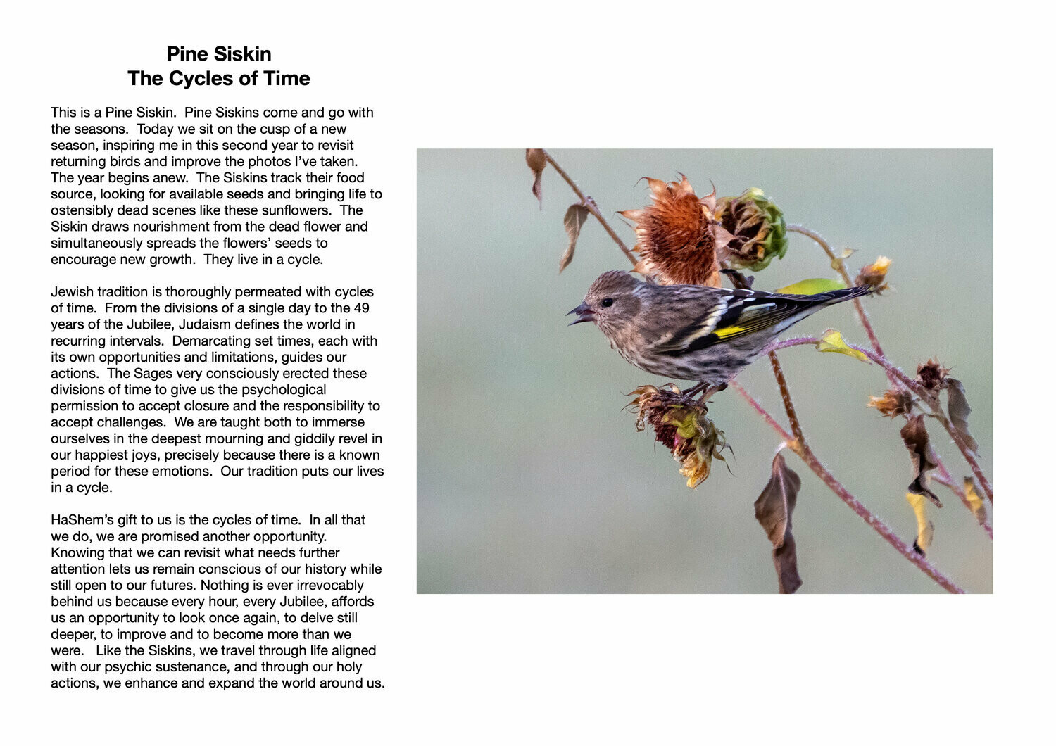 Pine Siskin : The Cycles of Time