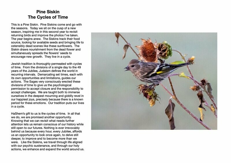 Pine Siskin : The Cycles of Time
