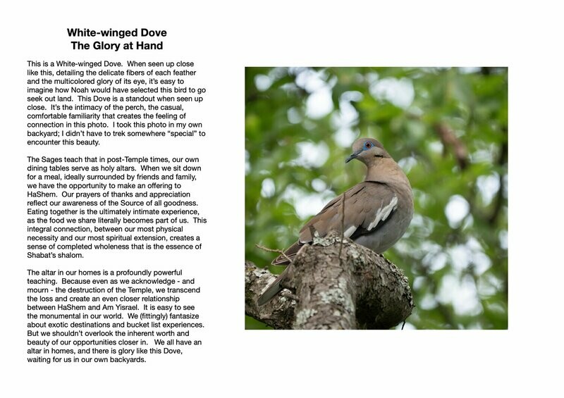 White-winged Dove : The Glory at Hand