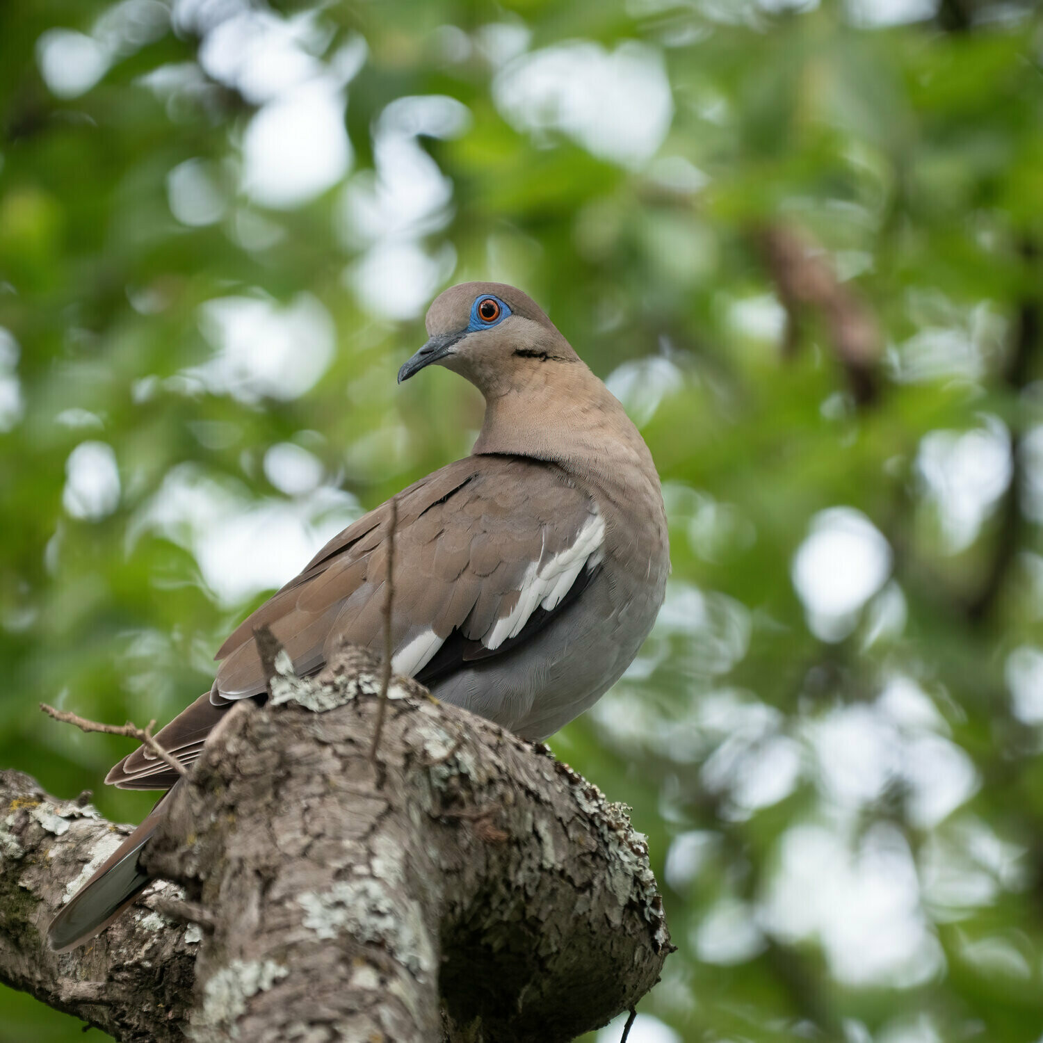 White-winged Dove : The Glory at Hand