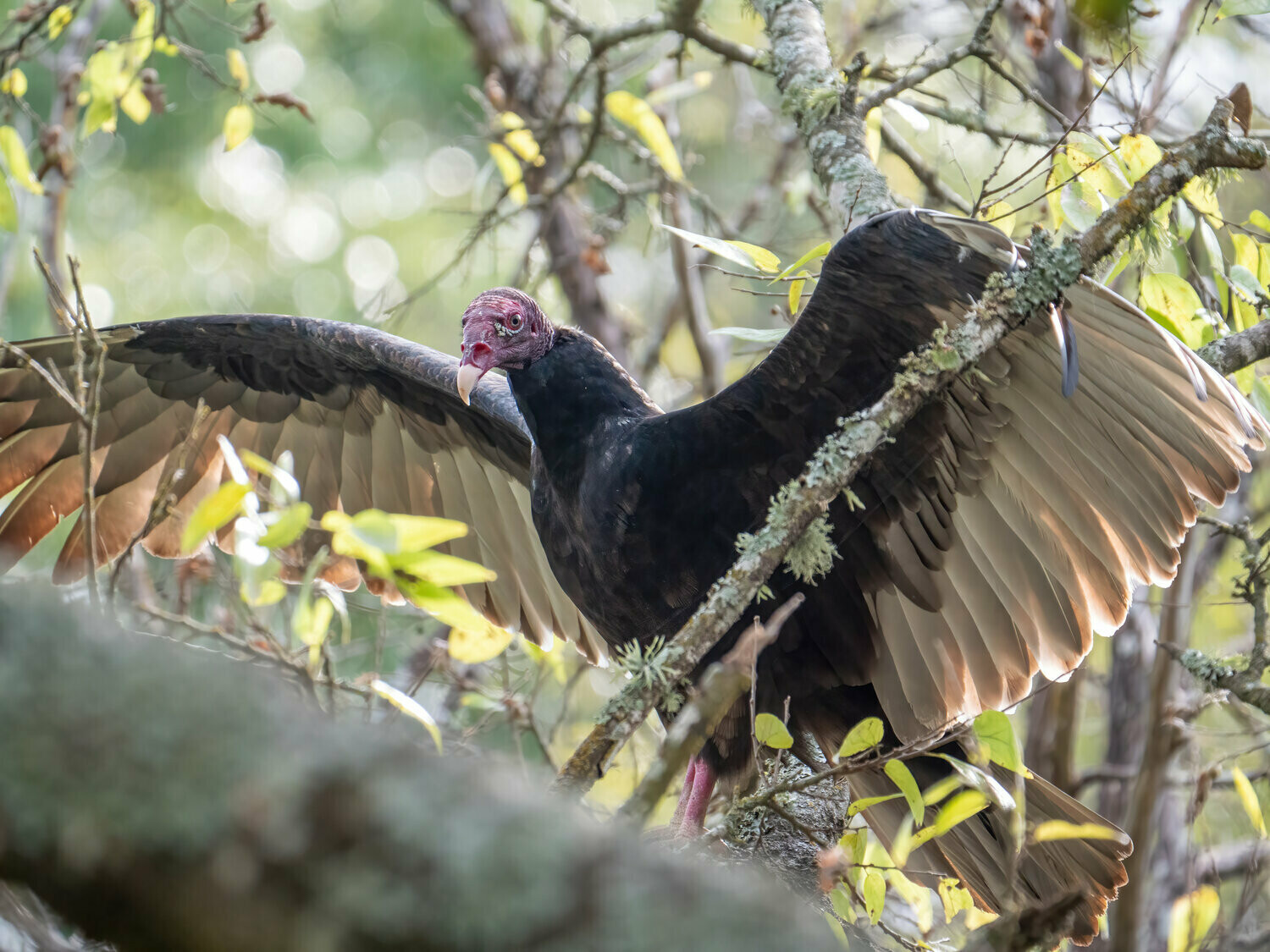 Turkey Vulture : L’Chaim!