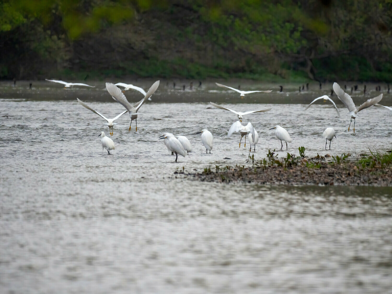Snowy Egrets &amp; Double-crested Cormorants : Our Own Lens