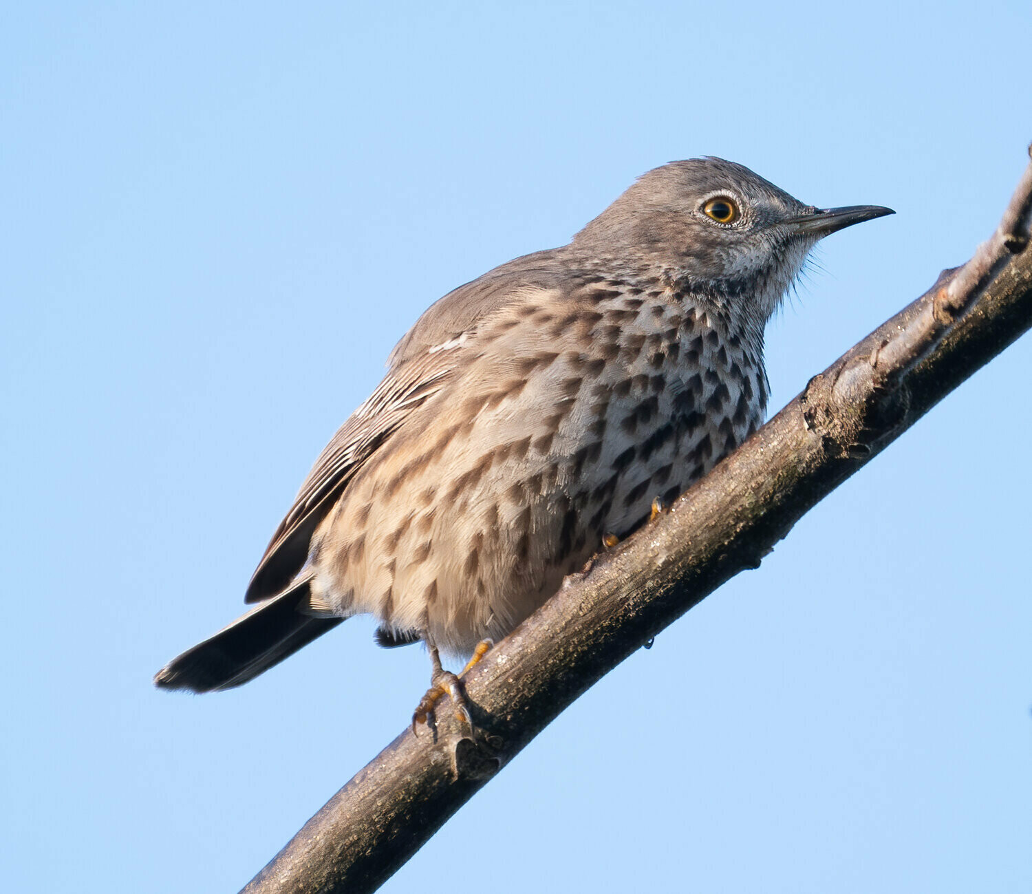 Sage Thrasher : The Time is Ripe
