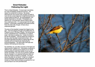 Great Kiskadee : Following the Light
