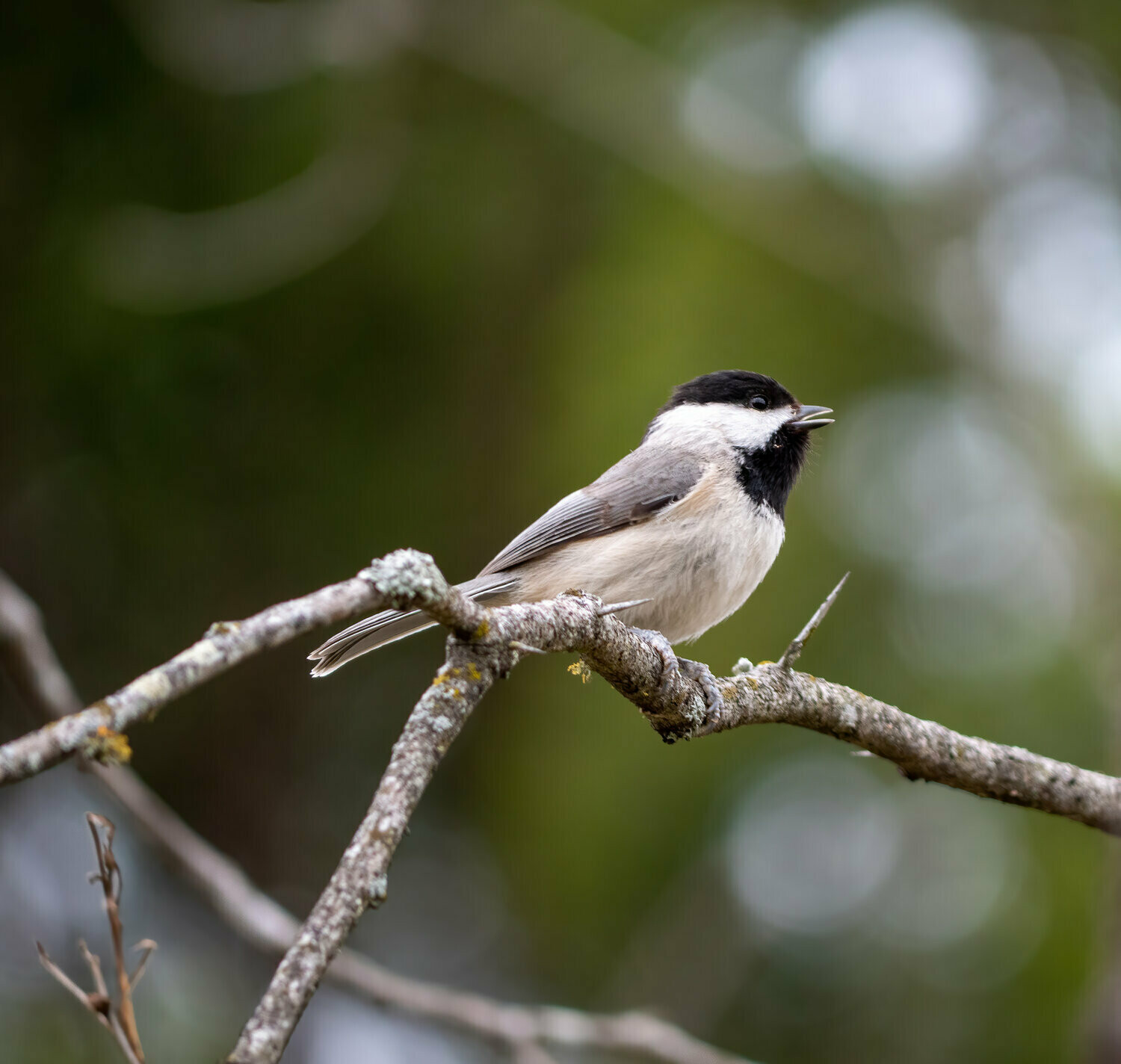 Carolina Chickadee : Black &amp; White… and Gray