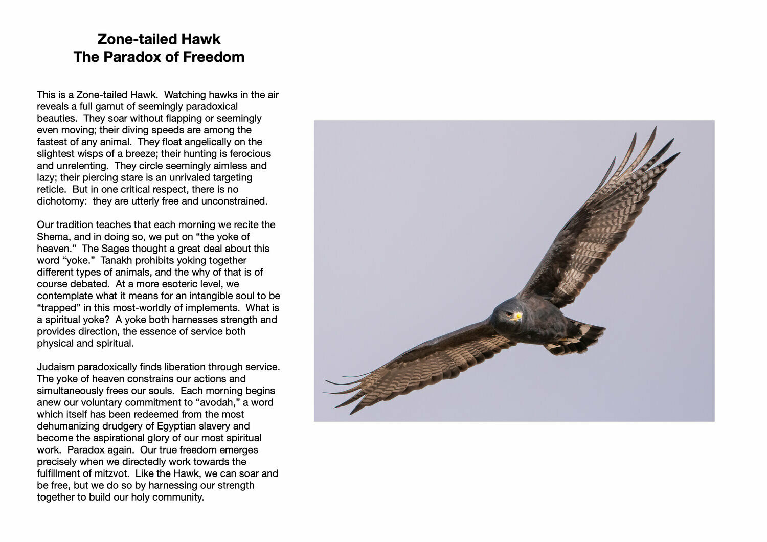 Zone-tailed Hawk : The Paradox of Freedom
