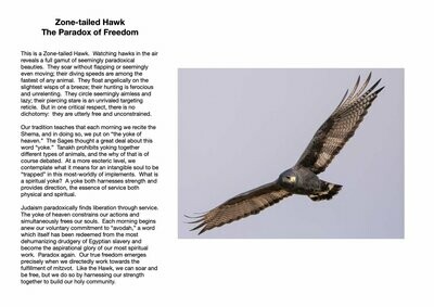 Zone-tailed Hawk : The Paradox of Freedom