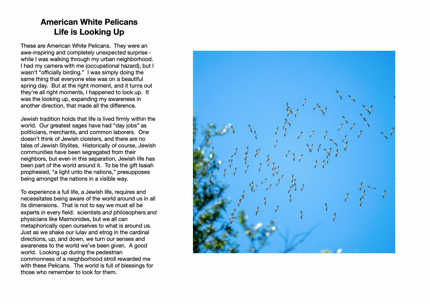 American White Pelicans : Life is Looking Up