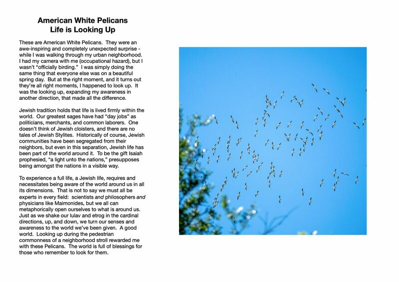 American White Pelicans : Life is Looking Up