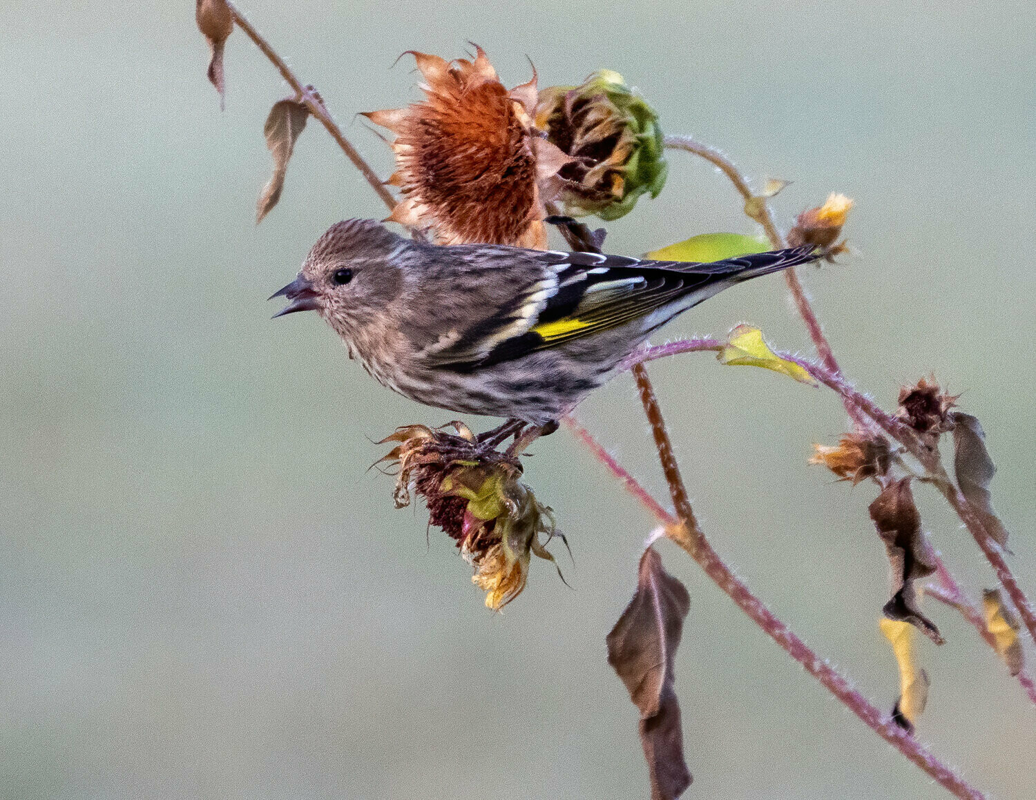 Pine Siskin : The Cycles of Time