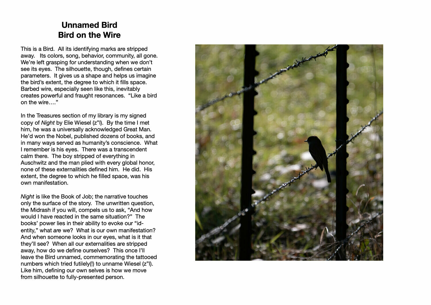 Unnamed Bird : Bird on the Wire