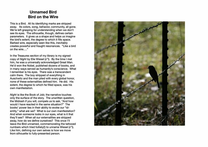 Unnamed Bird : Bird on the Wire