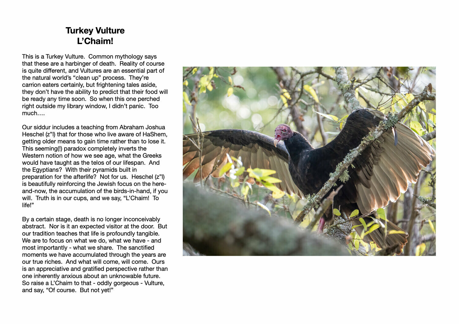 Turkey Vulture : L’Chaim!