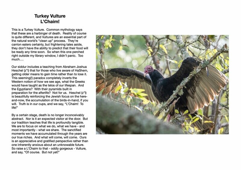 Turkey Vulture : L’Chaim!
