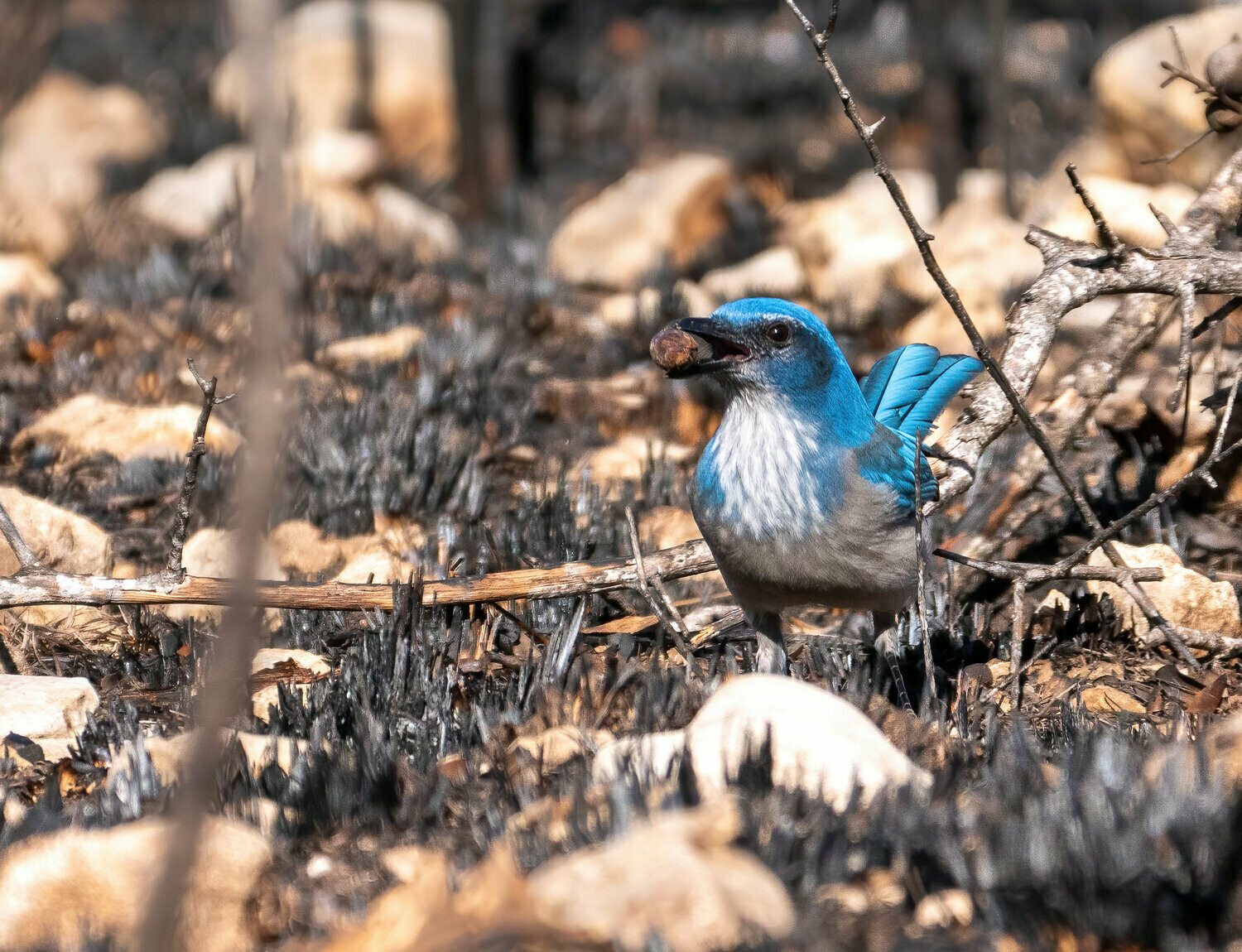Woodhouse’s Scrub Jay : A Little Extra