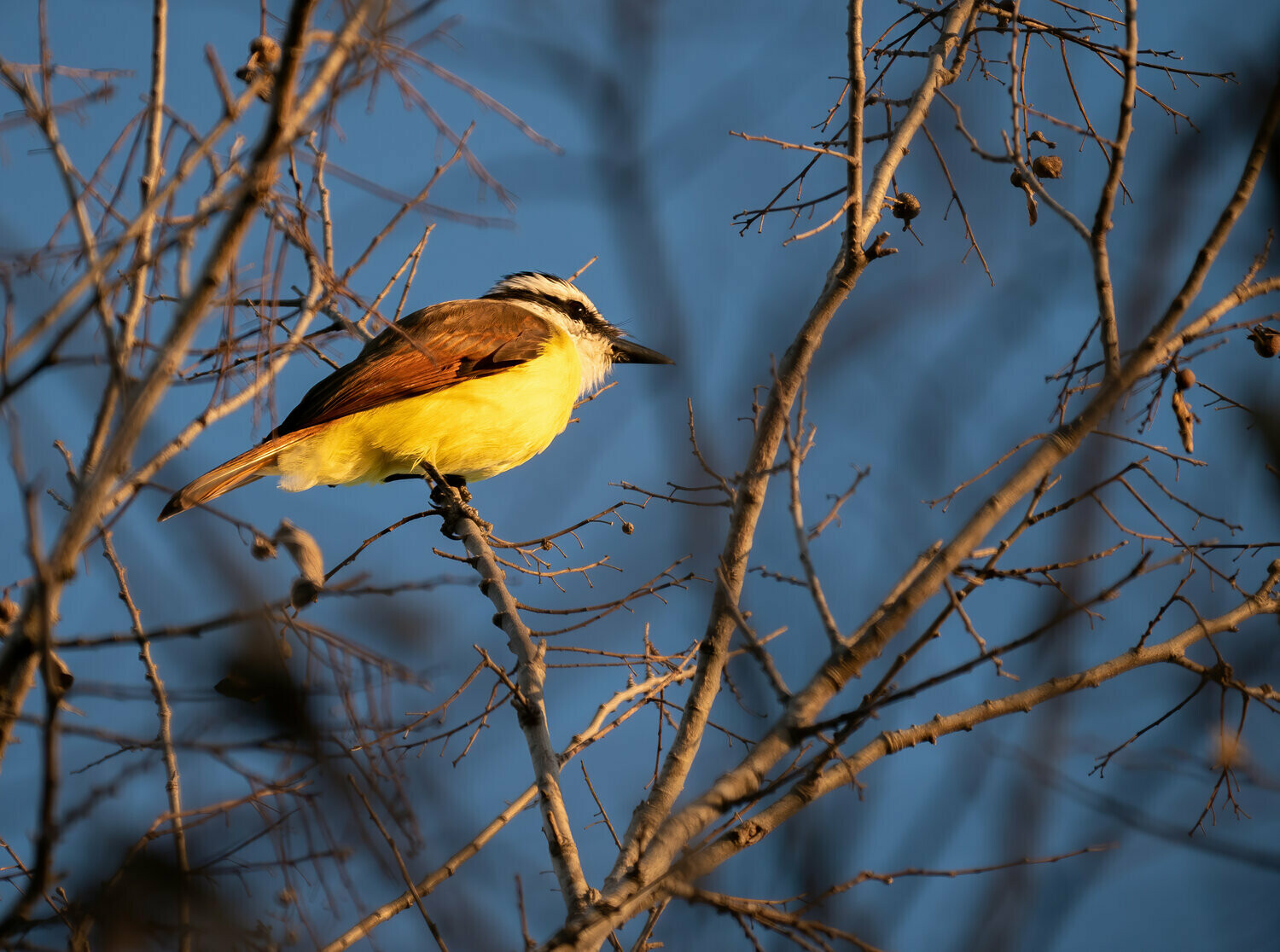 Great Kiskadee : Following the Light