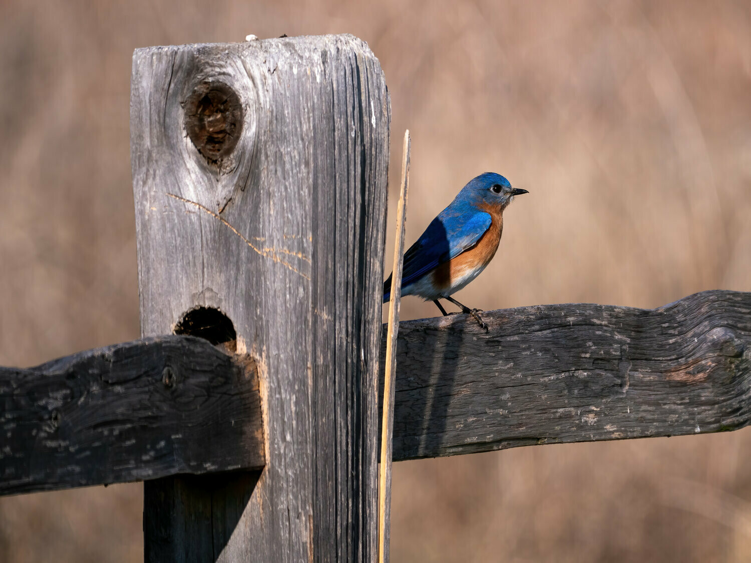 Eastern Bluebird : Form and Function