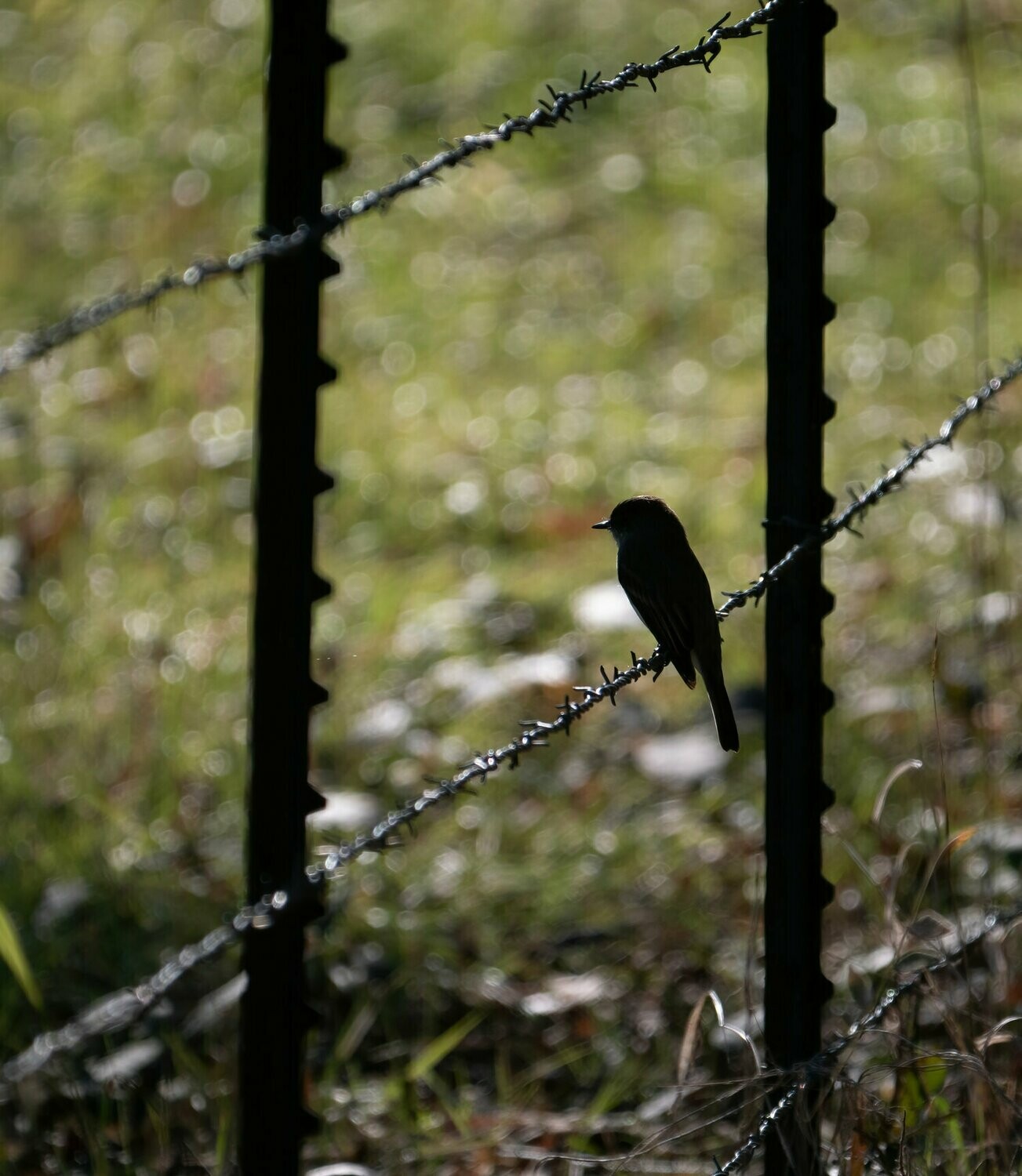 Unnamed Bird : Bird on the Wire