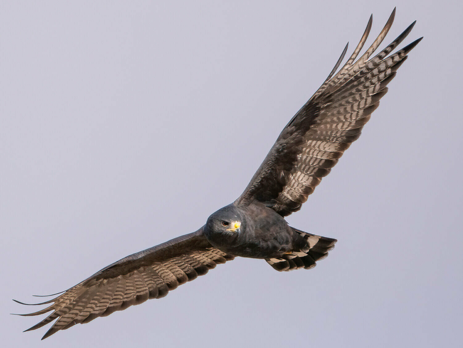 Zone-tailed Hawk : The Paradox of Freedom