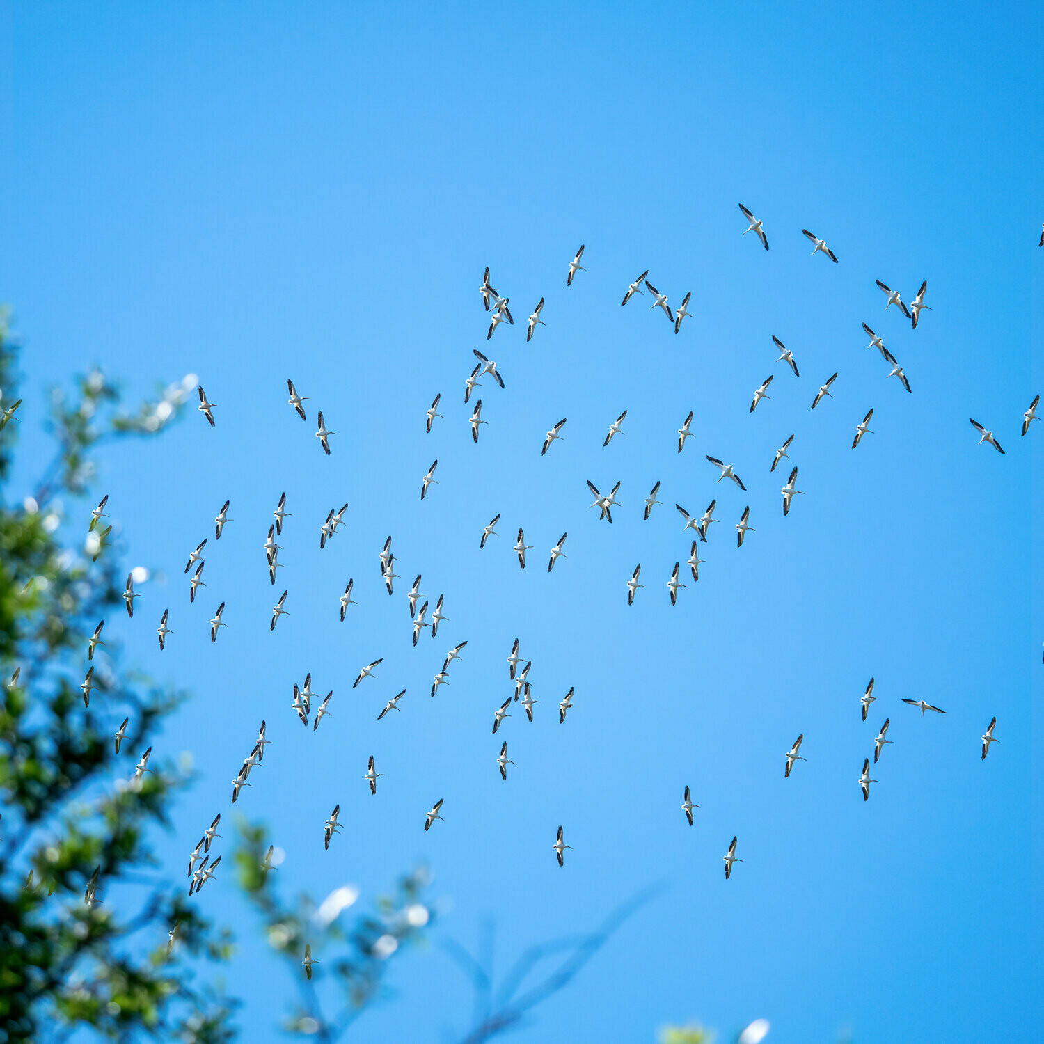 American White Pelicans : Life is Looking Up
