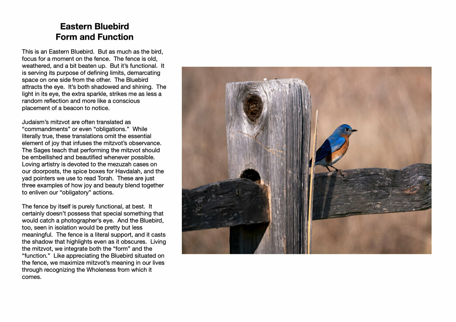 Eastern Bluebird : Form and Function