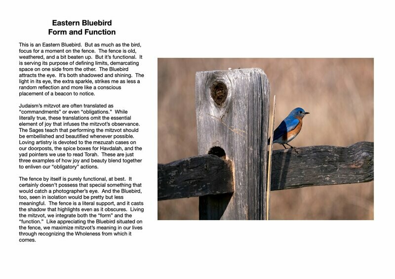 Eastern Bluebird : Form and Function