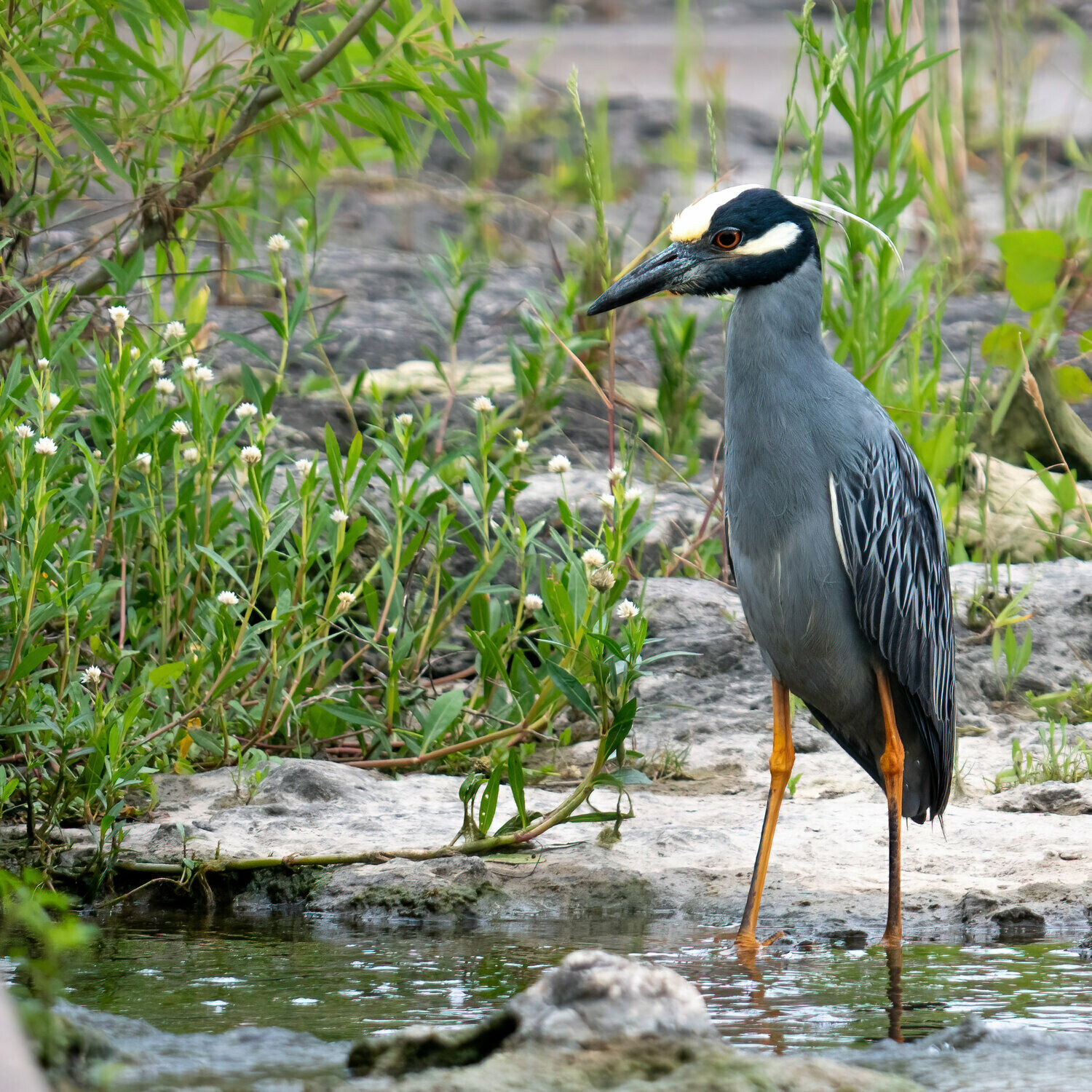 Yellow-crowned Night Heron : Exertion and Restoration