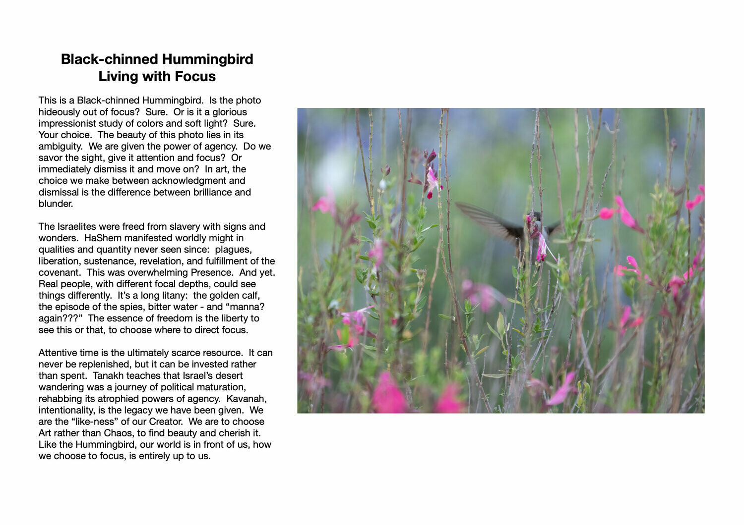 Black-chinned Hummingbird : Living with Focus