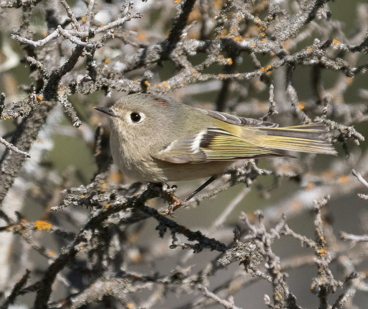 Ruby-crowned Kinglet : Characters Hidden and Revealed