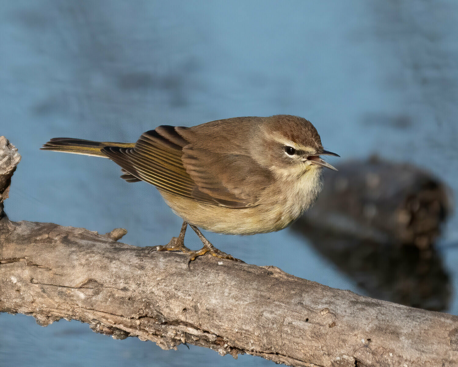 Palm Warbler : From Trash to Treasure