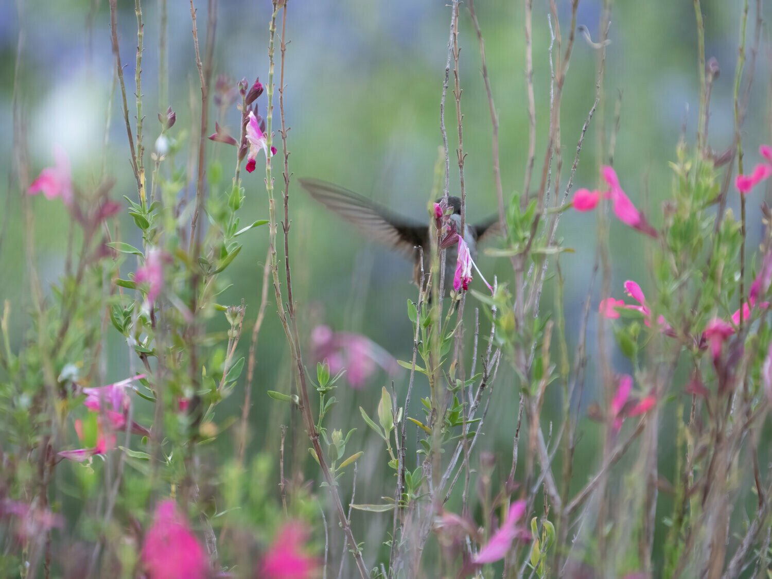 Black-chinned Hummingbird : Living with Focus
