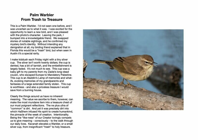 Palm Warbler : From Trash to Treasure