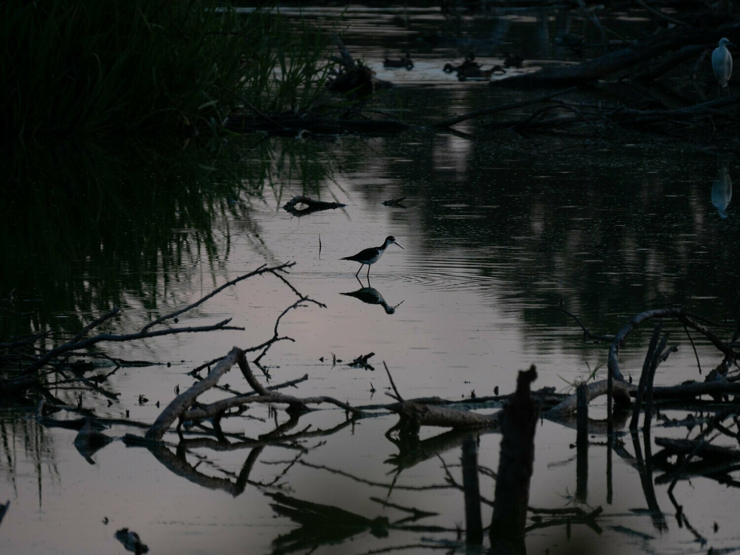 Black-necked Stilt : The Wordless Message