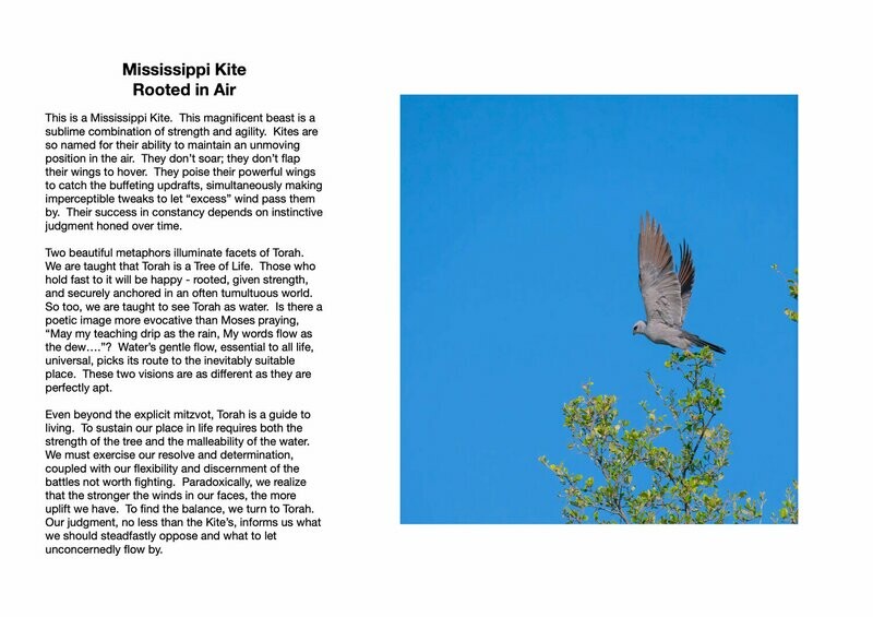Mississippi Kite : Rooted in Air