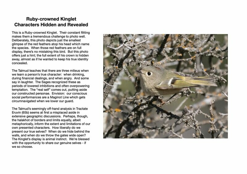 Ruby-crowned Kinglet : Characters Hidden and Revealed