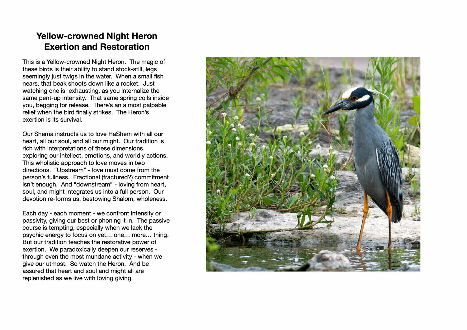 Yellow-crowned Night Heron : Exertion and Restoration