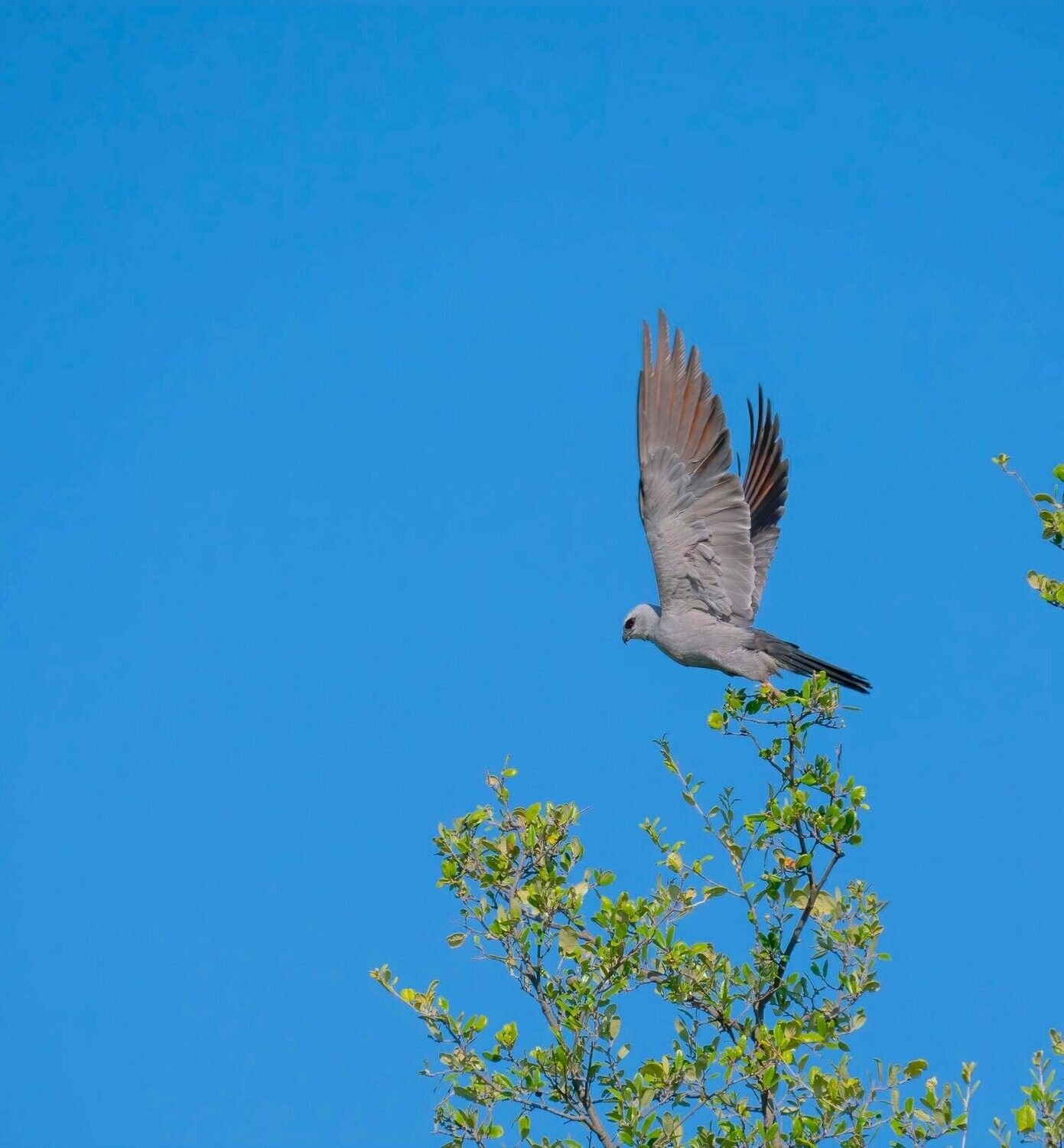 Mississippi Kite : Rooted in Air