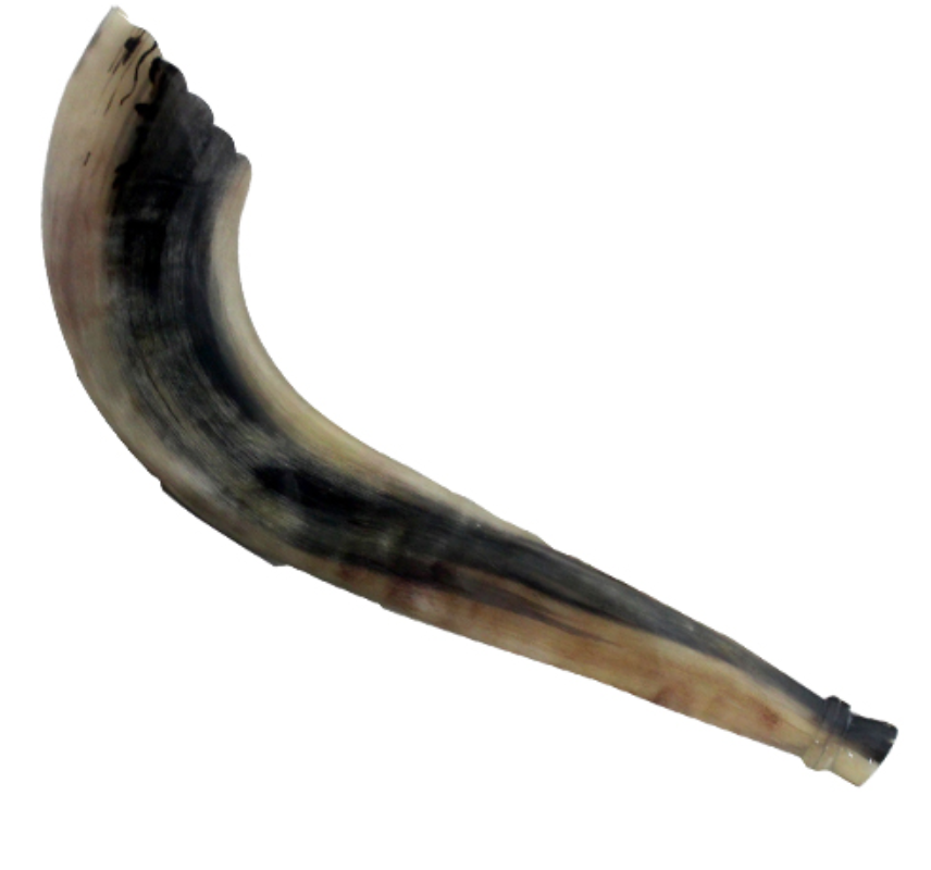 Kosher Moroccan Shofar 40-45 cm 