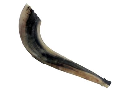 Kosher Moroccan Shofar Kosher Moroccan Shofar