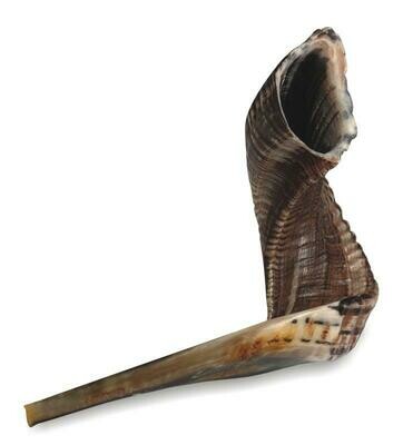 Ram Horn Shofar -XL (50-55cm)​