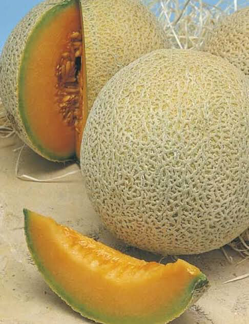 Rockmelon