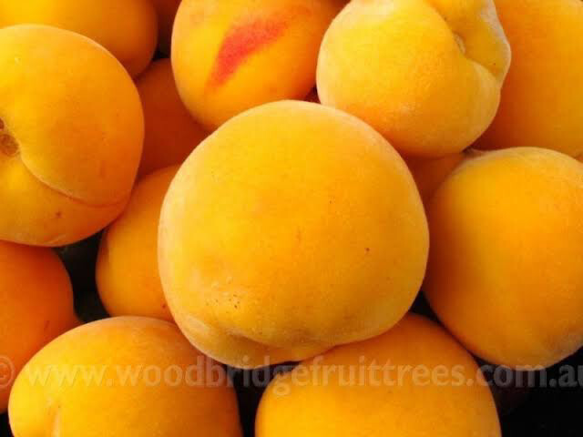 Clingstone Peaches (*New Season)