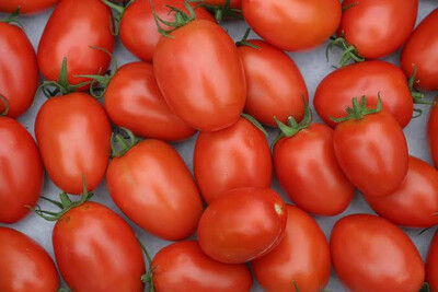 Tomato Roma