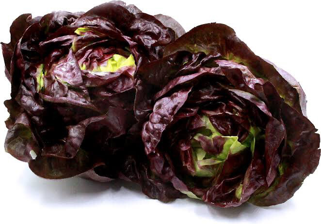Hydroponic Lettuce (red)