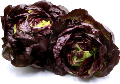 Hydroponic Lettuce (red)